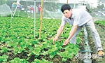 Hợp tác xã rau an toàn Tân Đông: Đi lên từ chất lượng
