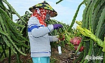 Tiền Giang: Thanh long lại rớt giá
