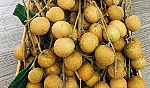 Hoa quả Việt Nam xuất khẩu trở lại sang Mỹ