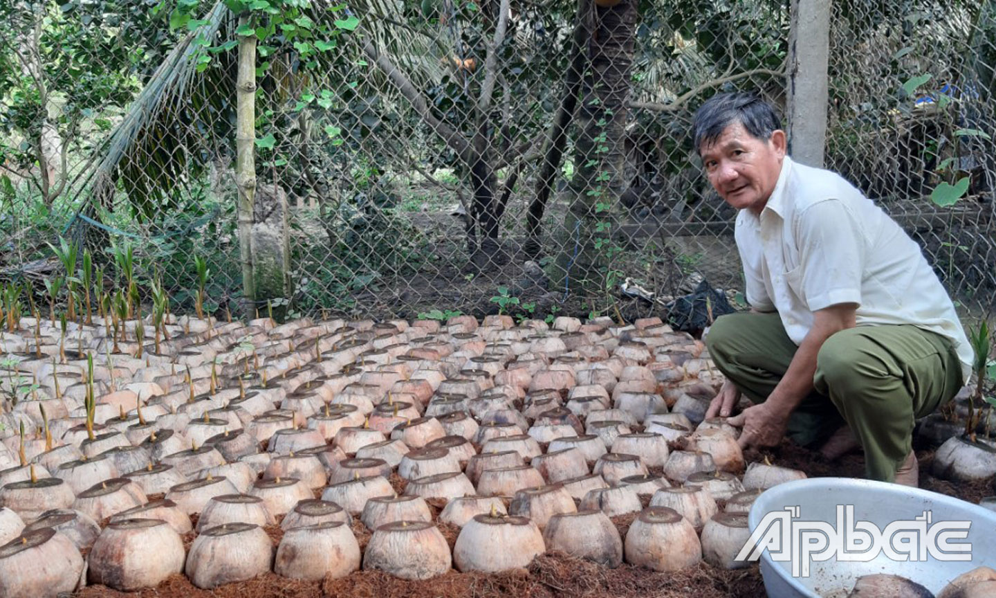 Anh Nguyễn Văn Thành đang ương cây dừa giống Mã Lai.
