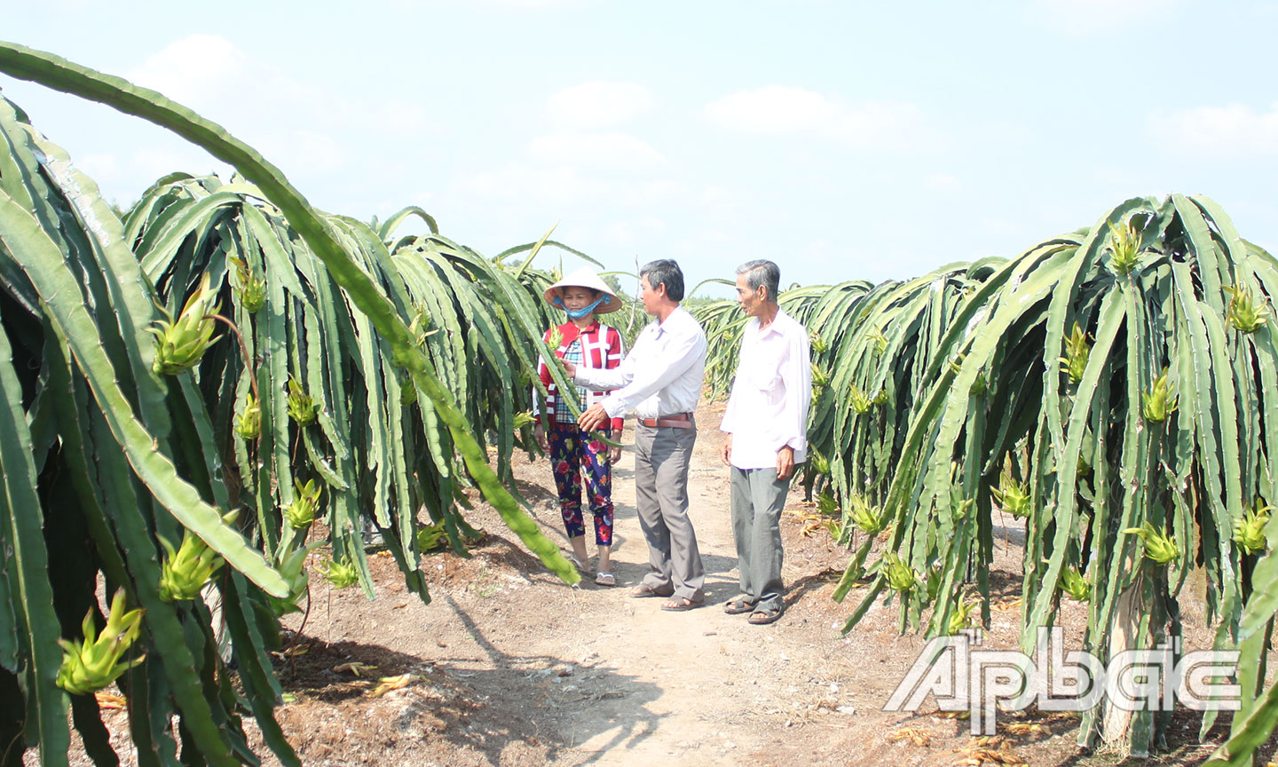Đẩy mạnh chuyển đổi cơ cấu cây trồng là một trong những giải pháp xóa nghèo bền vững của huyện Tân Phước (Trong ảnh, gia đình chú Lương Văn Nhu (xã Tân Lập 1) thu nhập hàng trăm triệu đồng nhờ trồng thanh long).