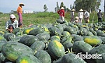 Đất giồng ở Gò Công