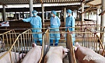 Người nuôi heo vẫn ngại tái đàn
