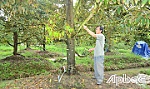 Nhiều vườn sầu riêng đã ra hoa