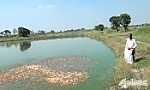 Thu nhập cao từ nuôi cá Koi