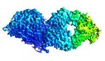Xác định các kháng thể ngăn chặn nhiều chủng virus cúm B