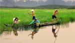 Nguồn gene cực quý từ cây lúa ma