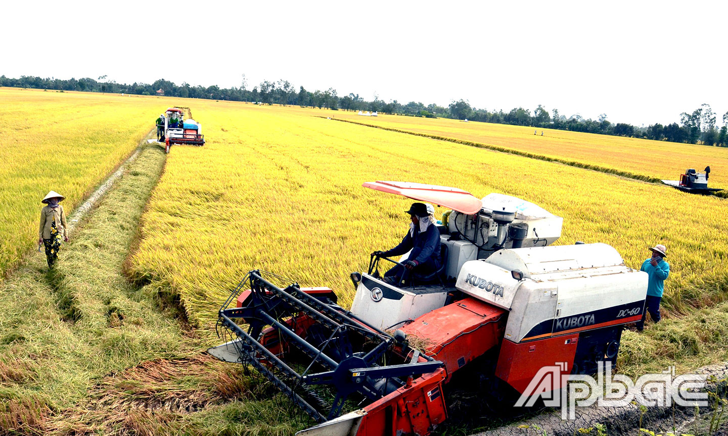 Người nông dân hôm nay đã làm chủ và làm giàu trên mảnh đất của mình. Mô hình Cánh đồng lớn đem lại hiệu quả cao trong sản xuất lúa của nông hộ.