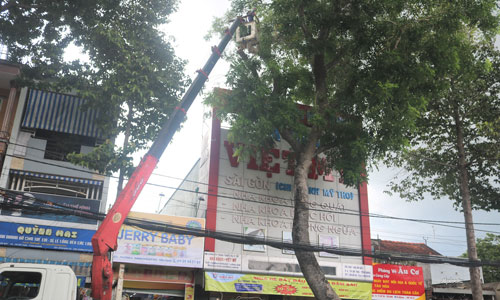 Chặt, mé cây xanh trên đường Ấp Bắc, TP. Mỹ Tho.