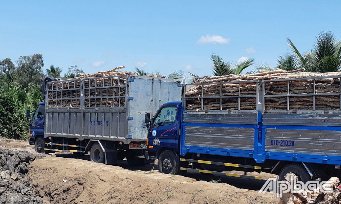 Các phương tiện vận chuyển cừ tràm của nhóm người lạ mặt yêu cầu nhà thầu nhận cừ tràm không đúng quy cách.