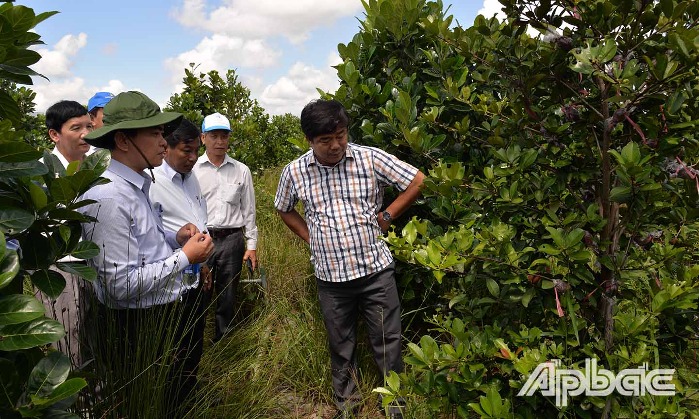 Đoàn khảo sát vườn trái cây của Điểm Du lịch sinh thái Trung Kiên.