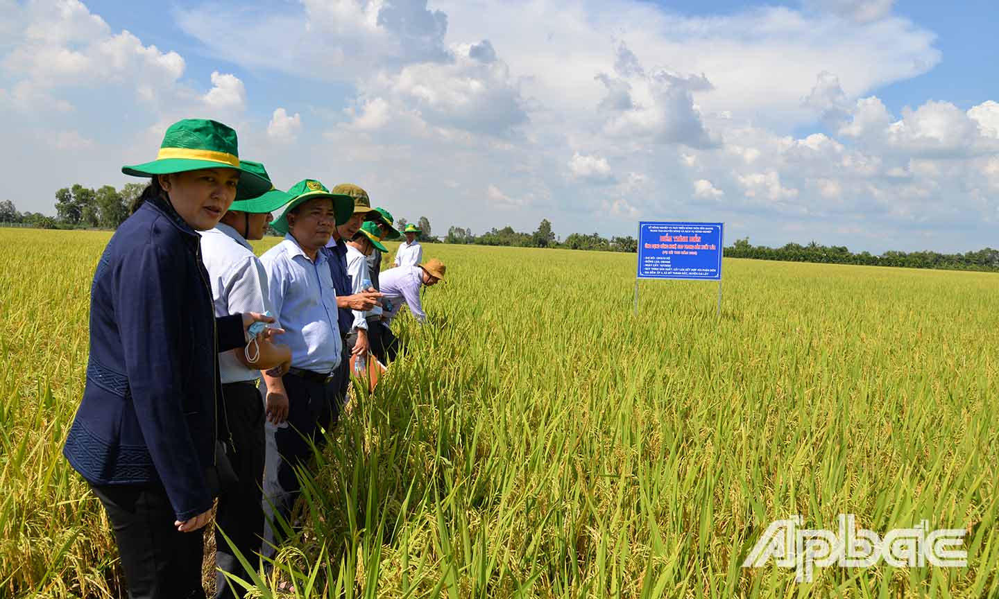 Đoàn đến khảo sát điểm trình diễn sản xuất lúa ứng dụng công nghệ cao ở xã Mỹ Thành Bắc (huyện Cai Lậy).