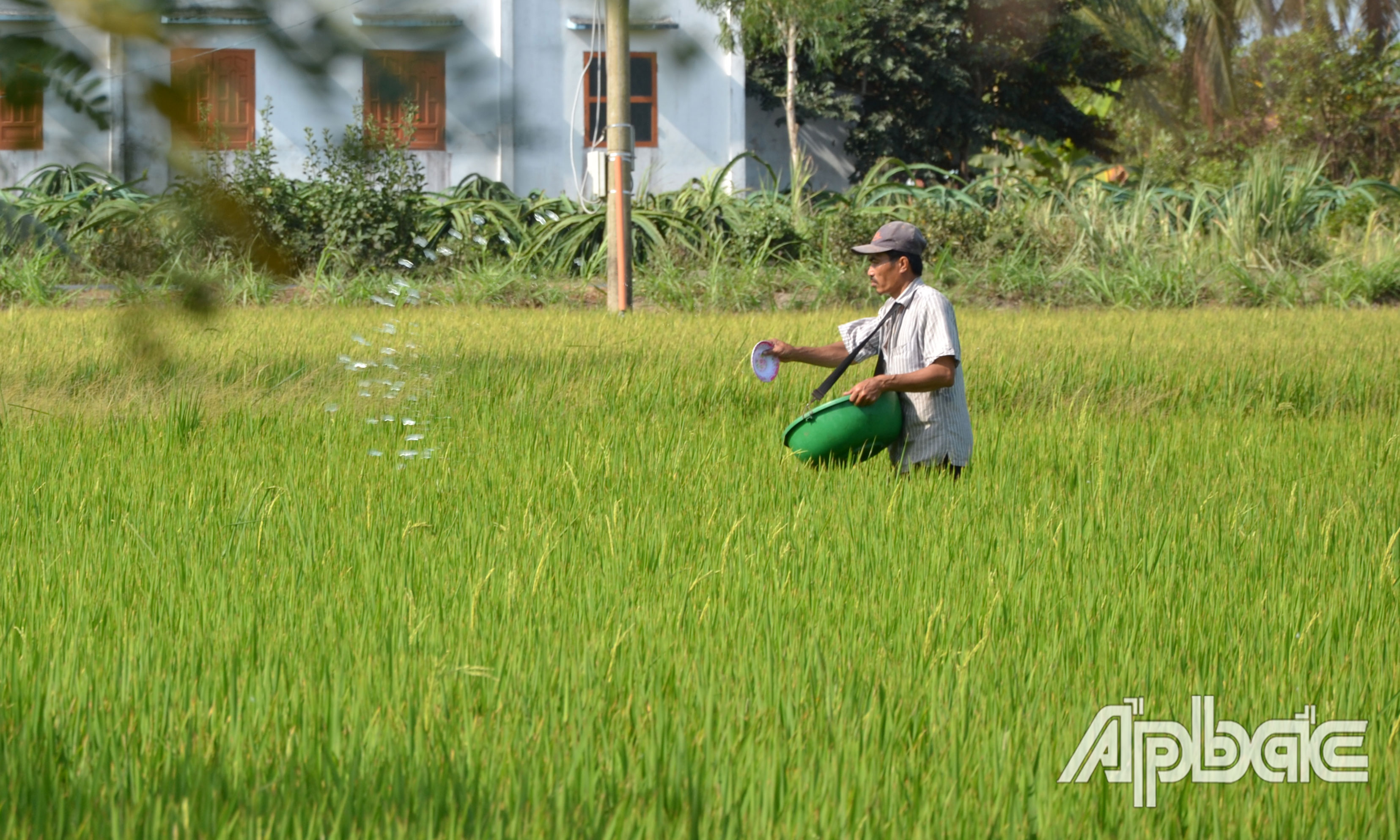 Cắt vụ, tích trữ nước ngọt đang được các địa phương tập trung thực hiện để phòng, chống hạn, mặn.