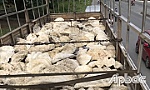 Chuyển giao 21 tấn vỏ trai tai tượng cho Bảo tàng Thiên nhiên Việt Nam