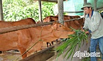 Xung kích phát triển kinh tế