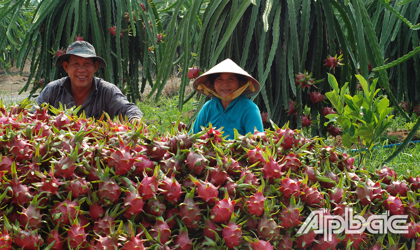 Nông dân Tiền Giang luôn năng động trong phát triển kinh tế, vươn lên làm giàu chính đáng. Ảnh: LẬP ĐỨC