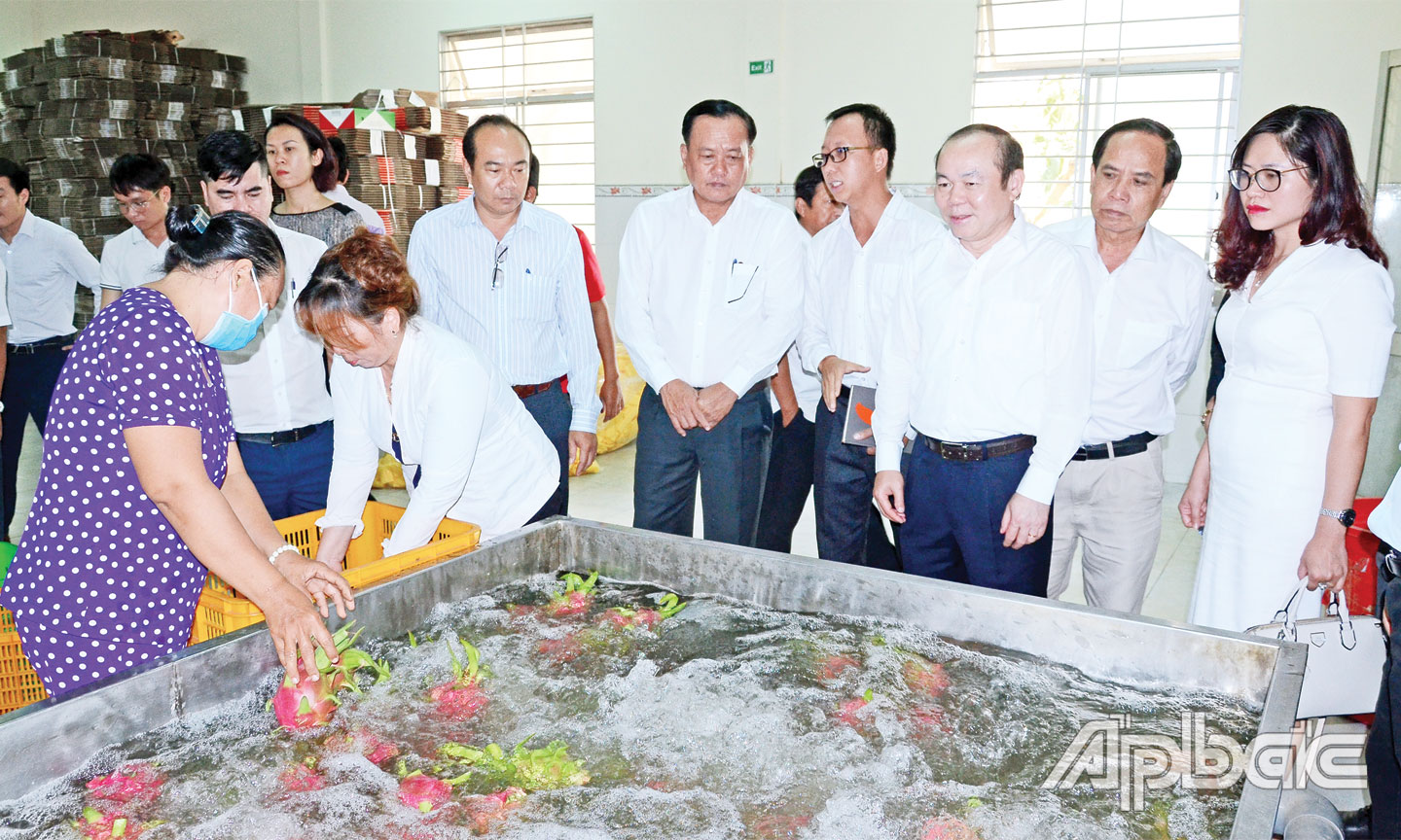 Lãnh đạo Liên minh HTX Việt Nam thăm và làm việc tại Tiền Giang. 			Ảnh: MINH THÀNH
