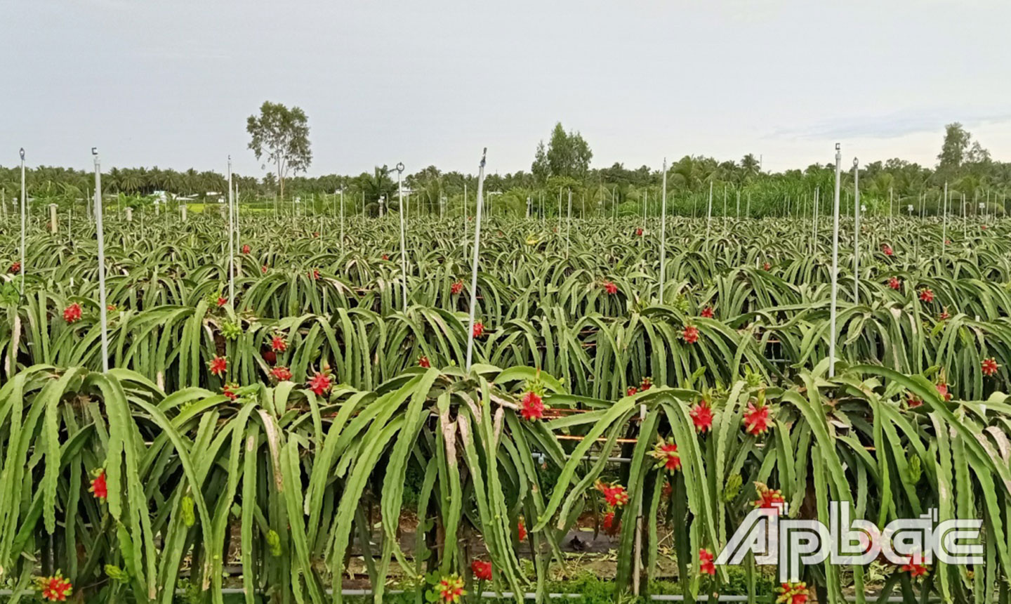 Hệ thống tưới nước tự động, tiết kiệm trong vườn thanh long leo giàn  của anh Phạm Duy Khoa.