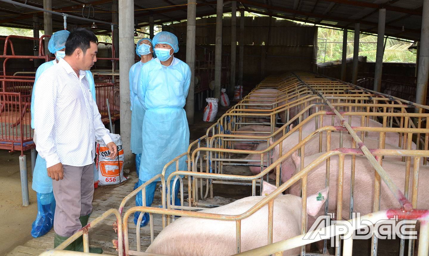 Giá heo hơi giảm nhưng vẫn ở mức cao.