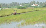 Khẩn trương xuống giống vụ lúa đông xuân