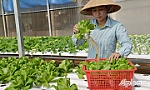 TP. Mỹ Tho: Chuyển đổi theo hướng nông nghiệp đô thị