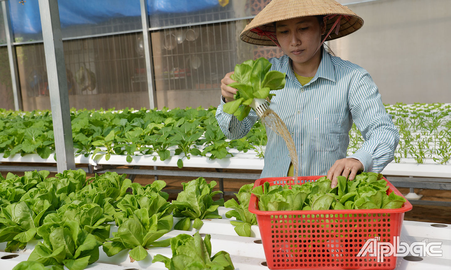  Mô hình trồng rau thủy canh của chị Nguyễn Thị Ngọc Diệp ở ấp Bình Tạo, xã Trung An, TP. Mỹ Tho.  Ảnh: PHƯƠNG MAI