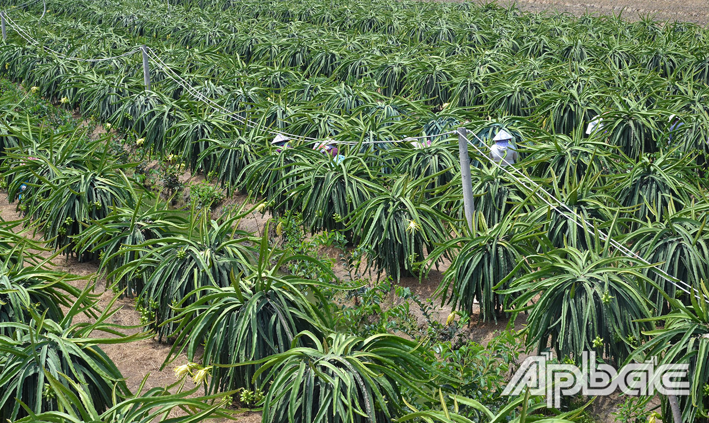 Tân Phước từ một vùng đất hoang hóa đã khoác lên mình dáng vóc của vùng quê trù phú.