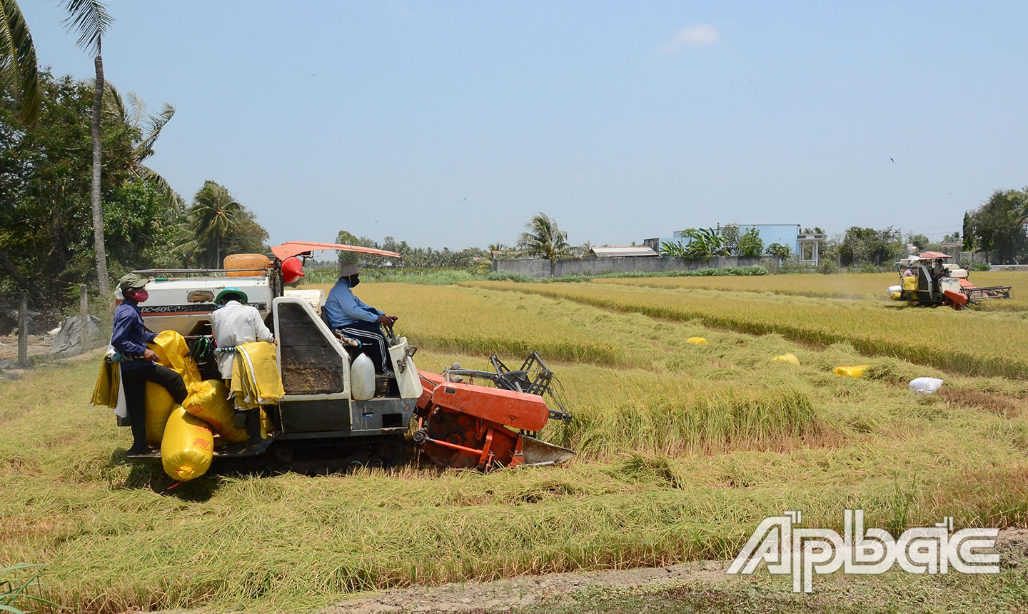 Dự án ngọt hóa Gò Công đã làm thay đổi diện mạo các huyện phía Đông của tỉnh (trong ảnh: Nông dân xã Thạnh Trị, huyện Gò Công Tây thu hoạch lúa đông xuân năm 2020).                     Ảnh: MINH THÀNH