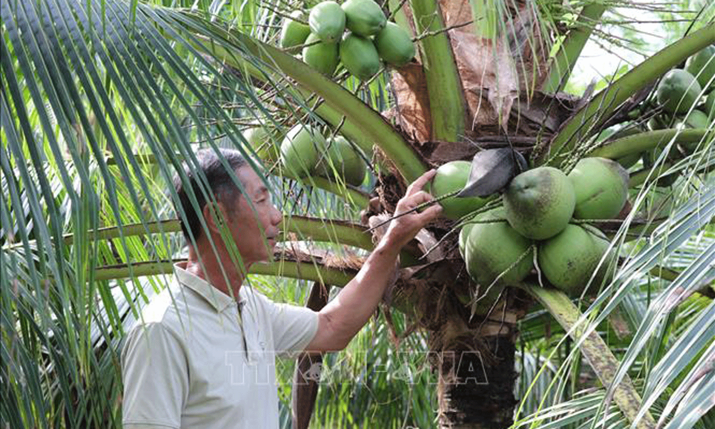 Vườn dừa xiêm ở ấp Phong Quới, xã Phong Nẫm (Giồng Trôm, Bến Tre). Ảnh: Công Trí/TTXVN