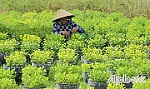 TP. Mỹ Tho: Tất bật mùa hoa tết