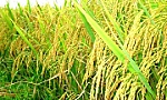 Bảo đảm an ninh lương thực quốc gia đến năm 2030