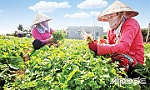 Phấn đấu thực hiện mục tiêu giảm nghèo bền vững