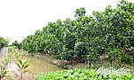 Trăn trở với chuyện chuyển đổi cây trồng