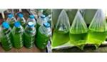 Nuôi sinh khối luân trùng nước mặn phục vụ thủy sản