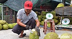 Giá mít Thái siêu sớm giảm còn từ 15.000 đến 20.000 đồng/kg