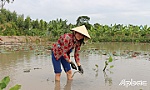 Thu nhập khá từ trồng sen lấy ngó