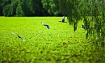 Nghĩ về nhân tai
