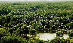 Kho tài nguyên tiếng chim hót trong rừng tràm xanh