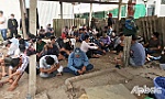Triệt phá trường gà, thu giữ hơn 220 triệu đồng