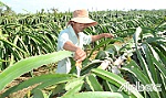 Bài 2: Cắt vụ, né mặn