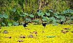Bức tranh thủy mặc - Trà Sư