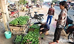 Trồng hoa: Chút niềm vui đón tết