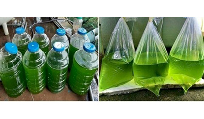 Nuôi sinh khối luân trùng nước mặn phục vụ thủy sản