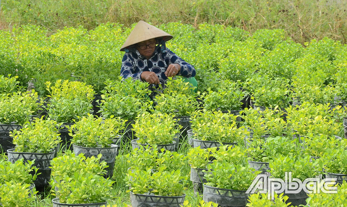 Nông dân tất bật chăm sóc vụ hoa tết. 
