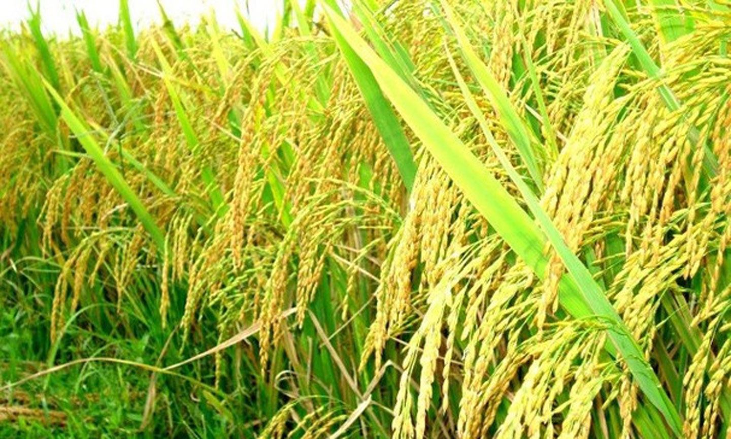 Ảnh minh họa. (Nguồn: chinhphu.vn)