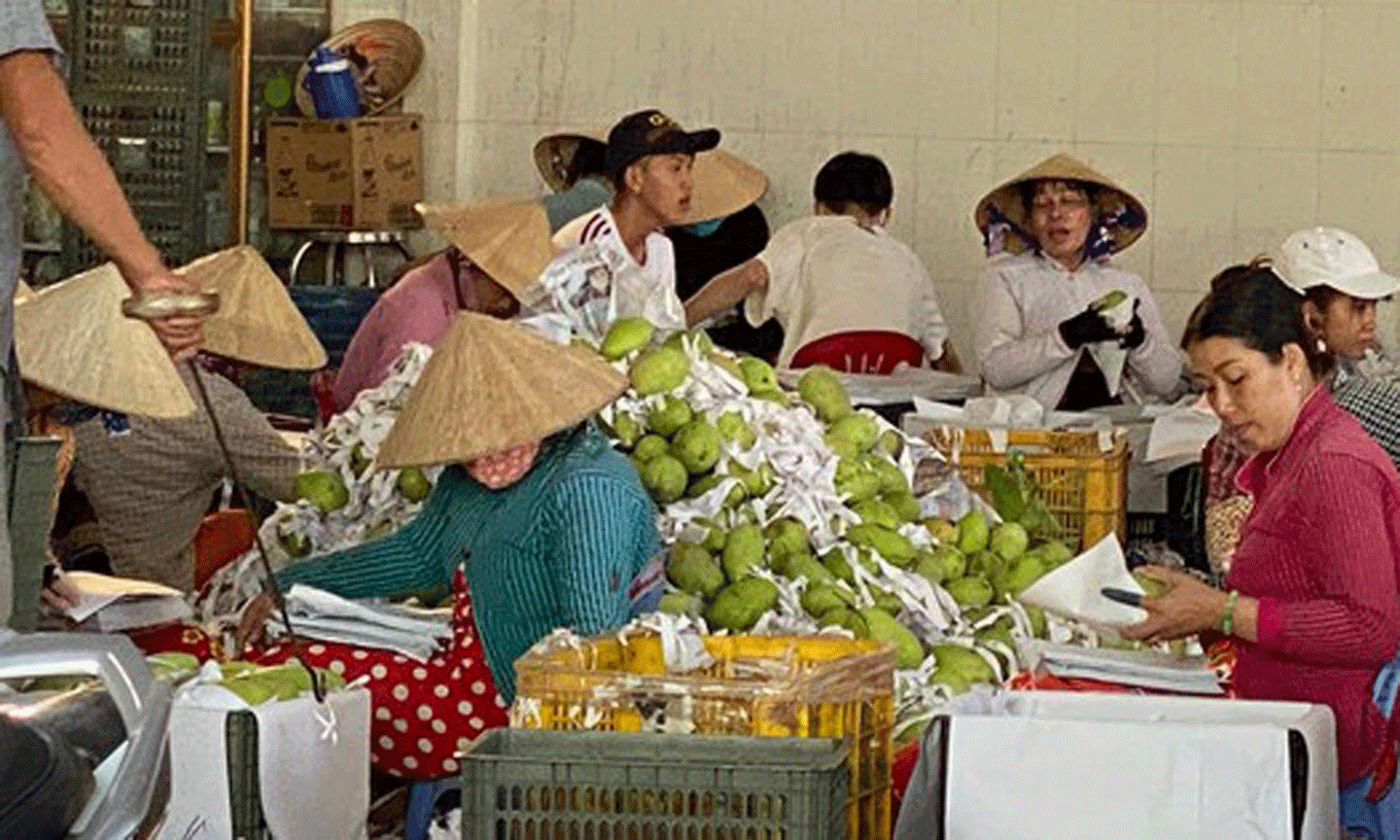 Đóng gói xoài xuất khẩu tại huyện Cái Bè, tỉnh Tiền Giang. Ảnh: CAO THĂNG