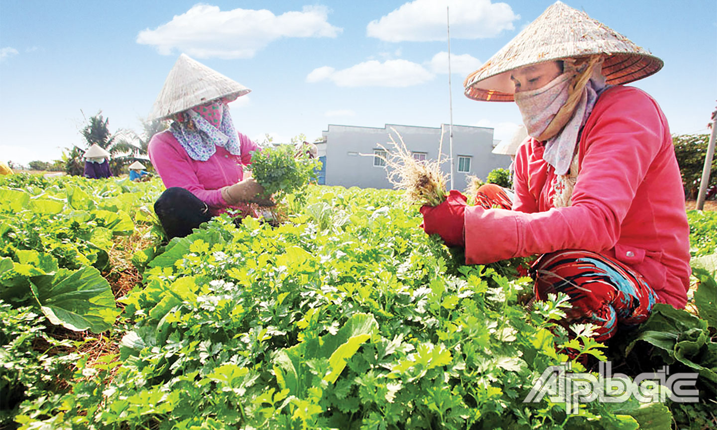 Nhiều hộ dân ở xã Tân Điền, huyện Gò Công Đông vay vốn ưu đãi chuyển đổi đất trồng lúa sang trồng rau giá trị kinh tế.