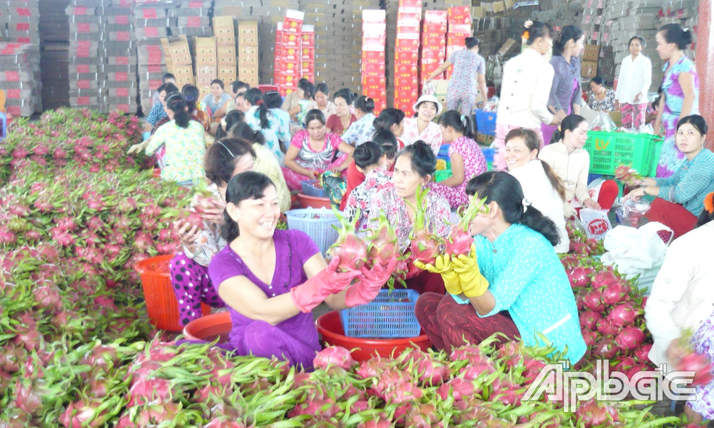 Thực hiện chuyển đổi trồng thanh long đang mang lại hiệu quả kinh tế cho nhiều hộ dân ở huyện Chợ Gạo.