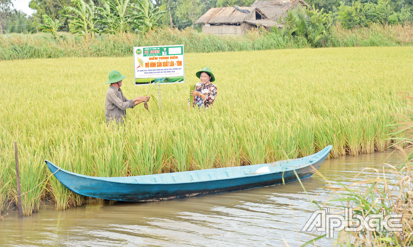 Mô hình nuôi tôm - lúa của gia đình bà Nguyễn Thị Nhành, ở ấp Phú Hữu, xã Phú Tân.
