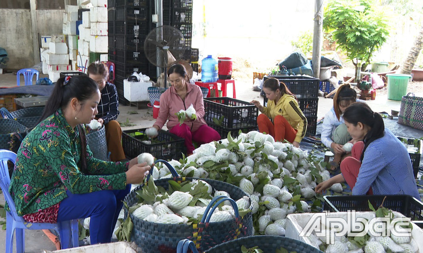 HTX Nông nghiệp Mỹ Lợi A đang bao tiêu sản phẩm của thành viên.